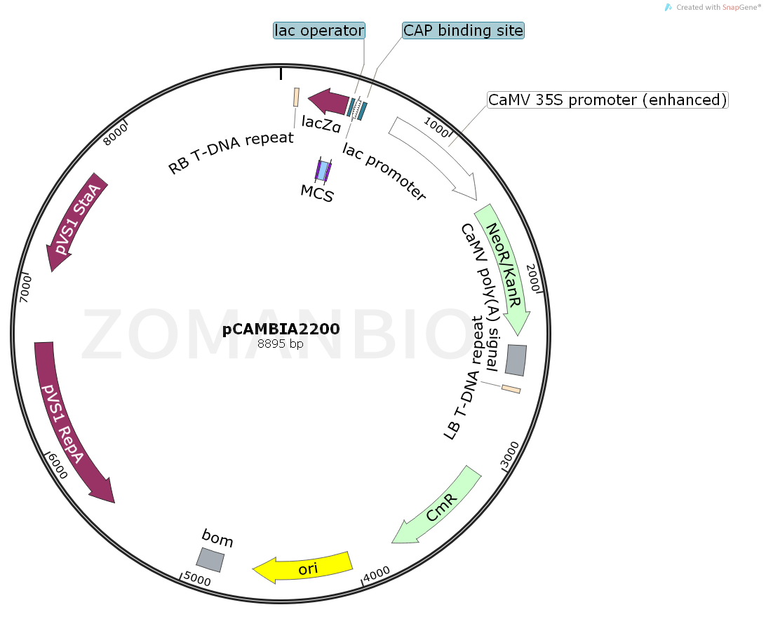 ZK865pCAMBIA2200.png