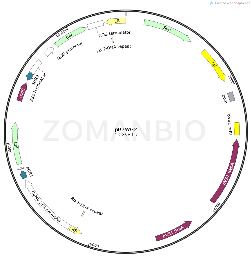 ZK876pB7WG2.png