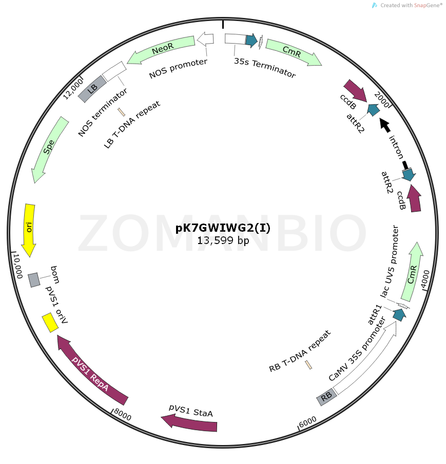 ZK878pK7GWIWG2(I).png