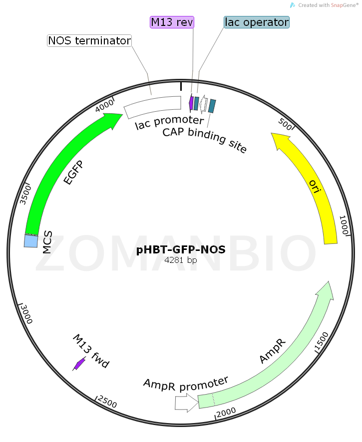 ZK892pHBT-GFP-NOS.png