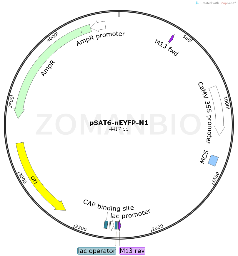 ZK898pSAT6-nEYFP-N1.png