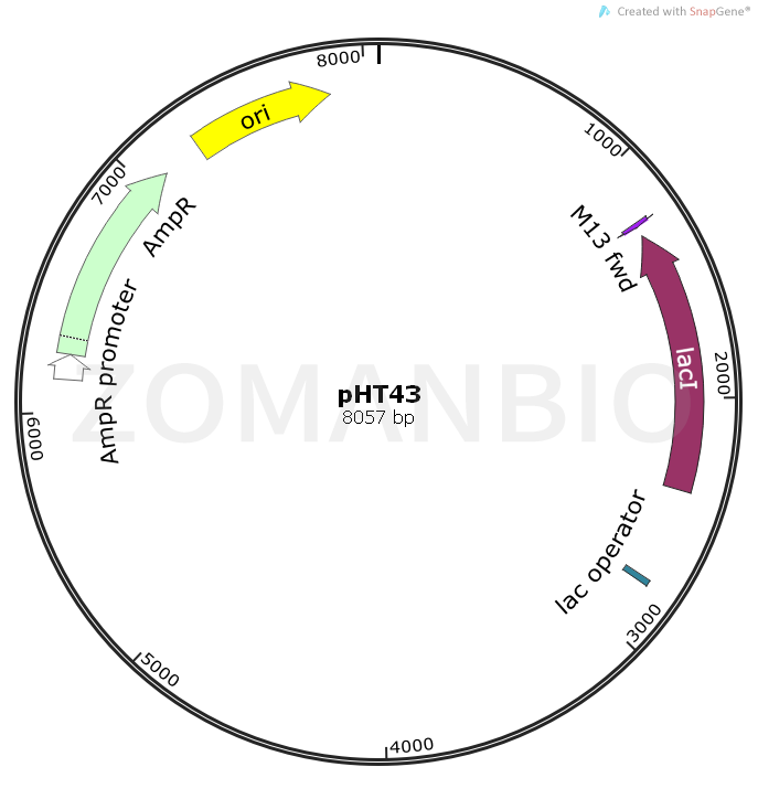 ZK1016pHT43.png