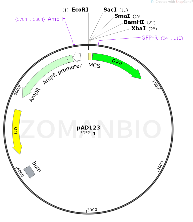 ZK1023pAD123.png