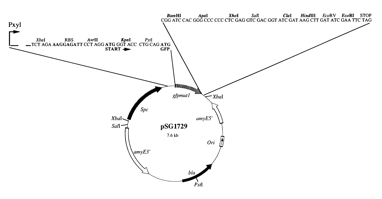 ZK1028pSG1729.png