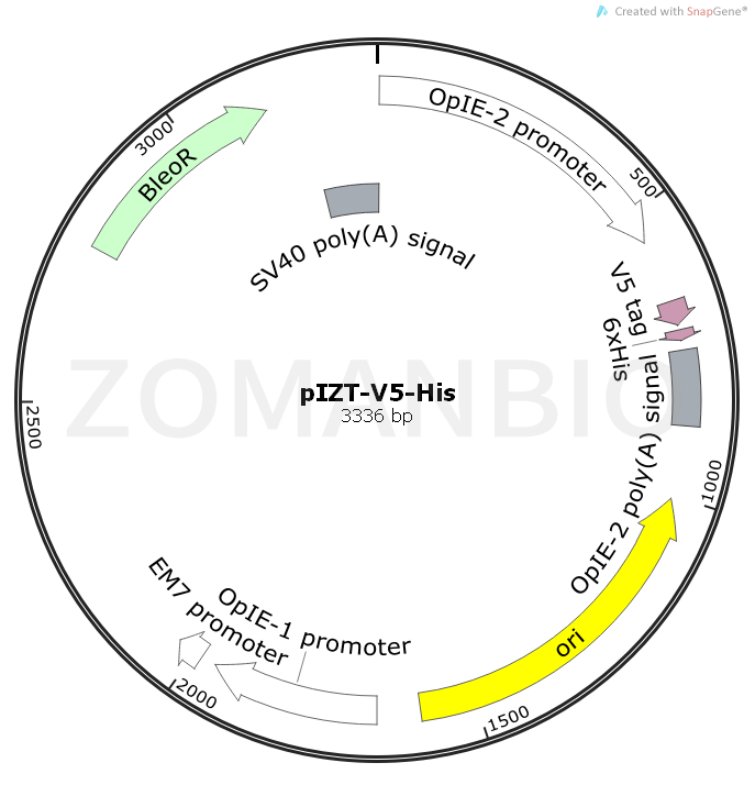 ZK1032pIZT-V5-His.png