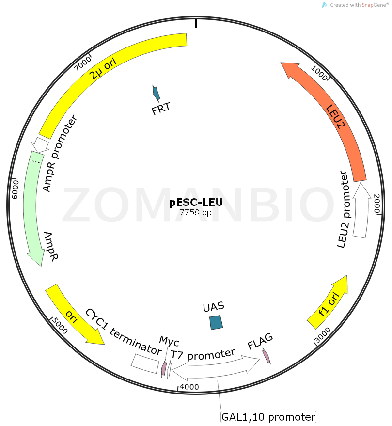 ZK947pESC-LEU.png