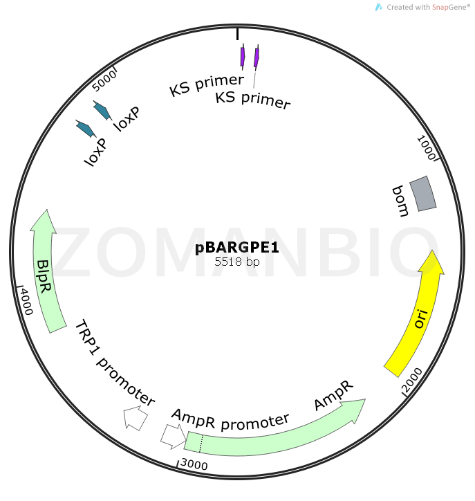 ZK1063pBARGPE1.png
