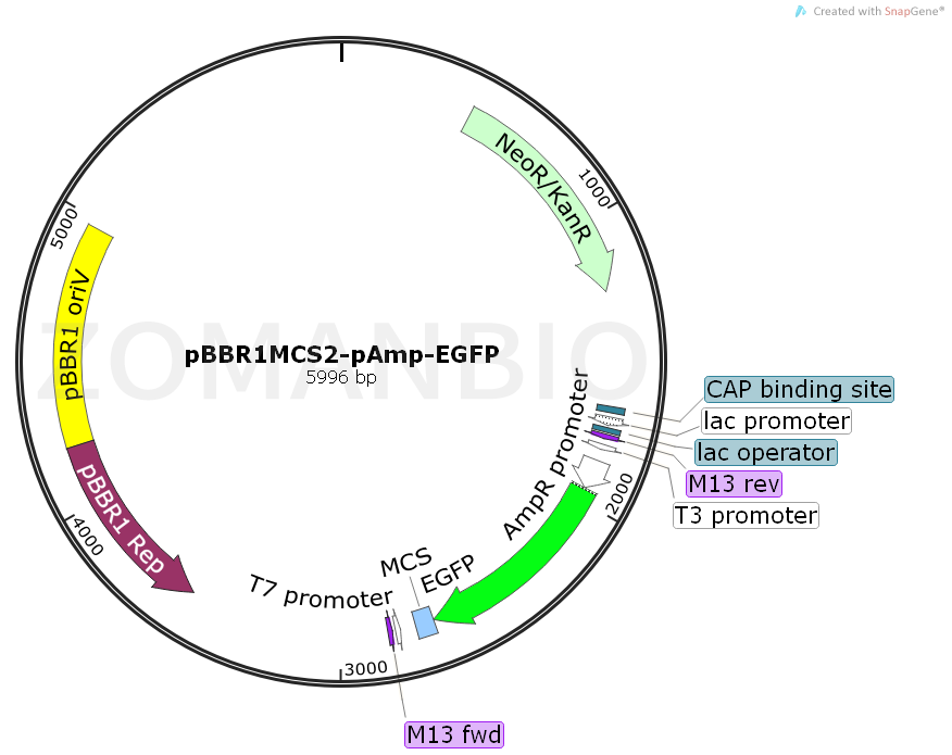 ZK1115pBBR1MCS2-pAmp-EGFP.png
