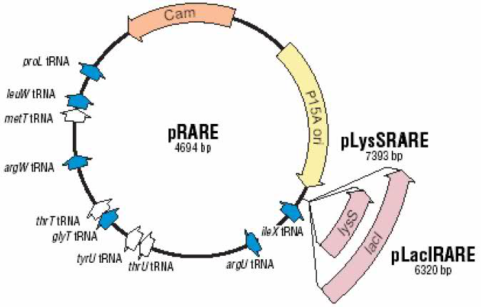 ZK1122pRARE.png