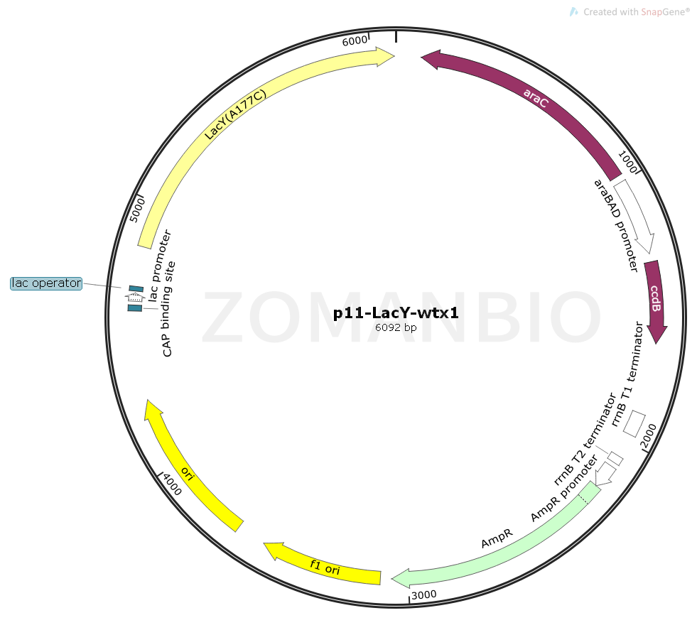 ZK1225p11-LacY-wtx1.png