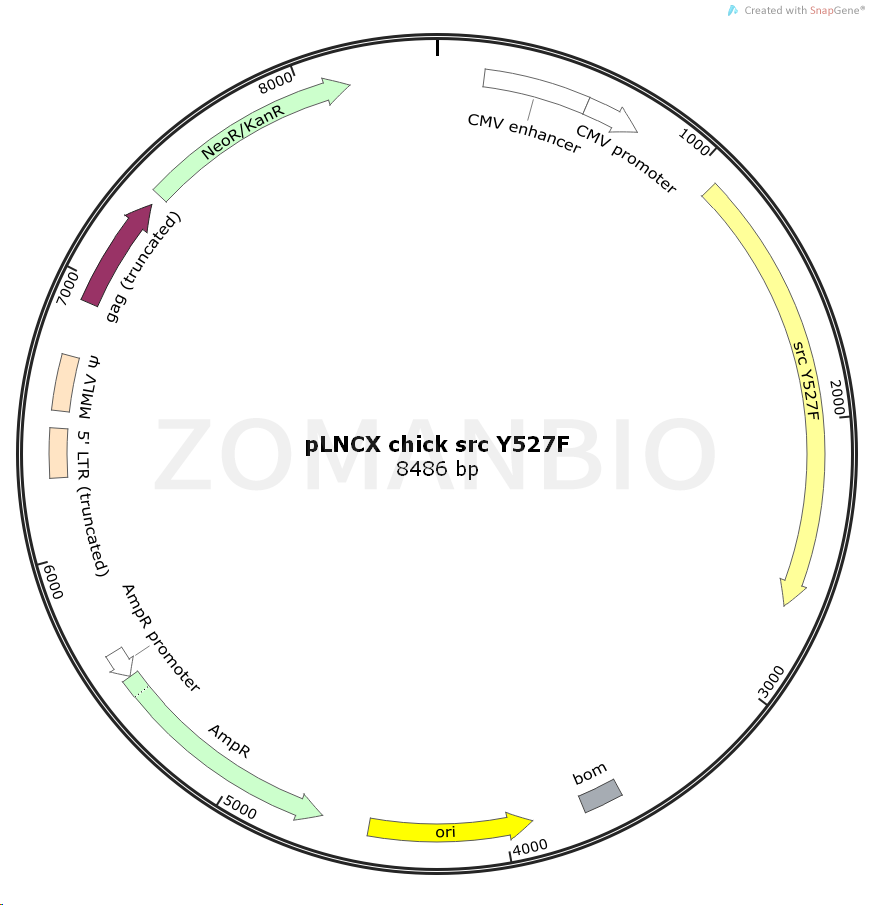 ZK1540 pLNCX chick src Y527F.png