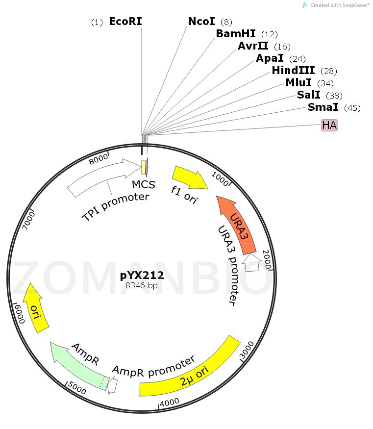 ZK965pYX212.png