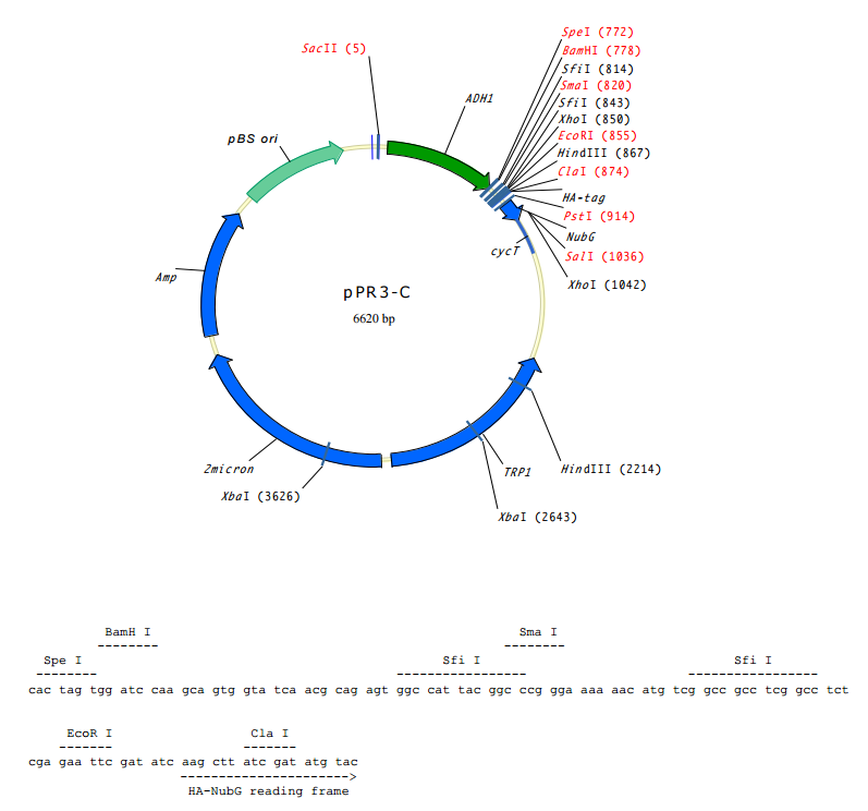 ZK988pPR3-C.png