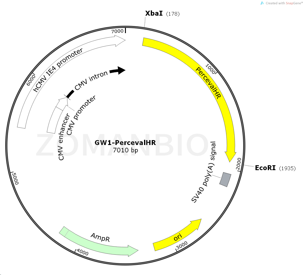 ZK1562 GW1-PercevalHR.png