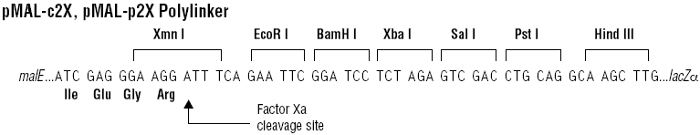ZK1574 pMal-c2X.png