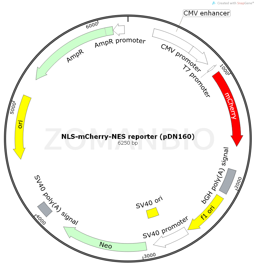 ZK2088 NLS-mCherry-NES reporter (pDN160).png