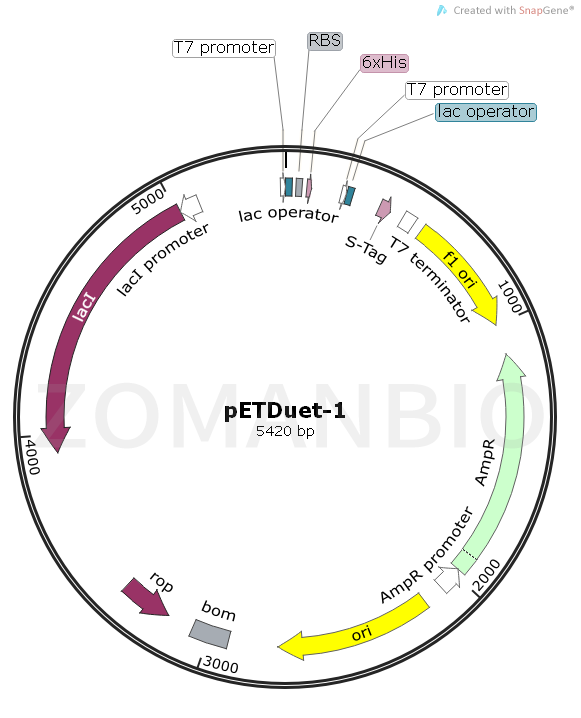 ZK1684 pETDuet-1.png