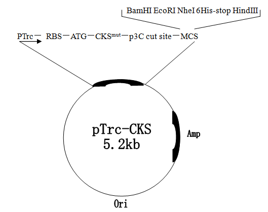 ZK2155 pTRC-CKS.png