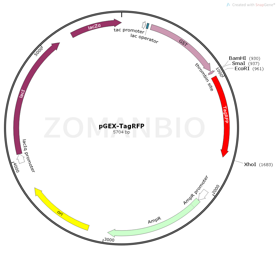 ZK1693 pGEX-TagRFP.png