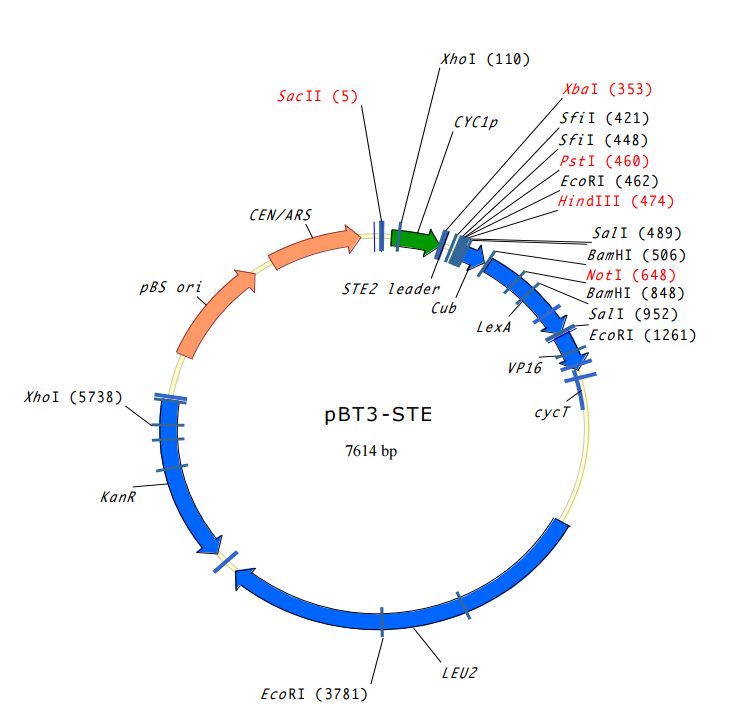 ZK1713 pBT3-STE.png