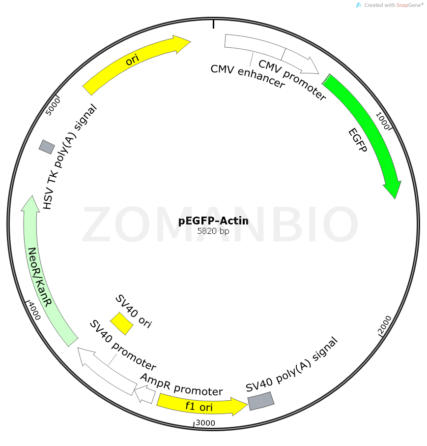 ZK2253pEGFP-Actin.png