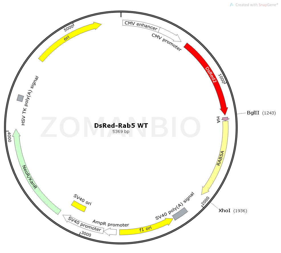 ZK1773 DsRed-Rab5 WT.png
