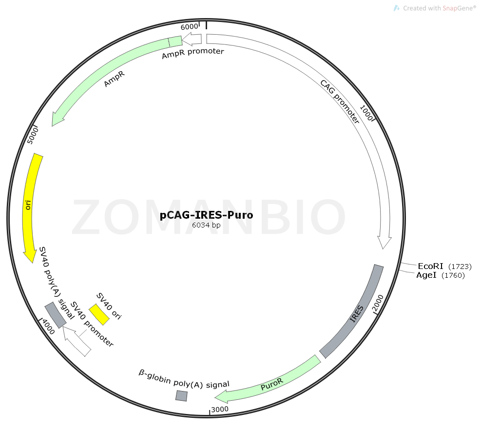 ZK1790 pCAG-IRES-Puro.png