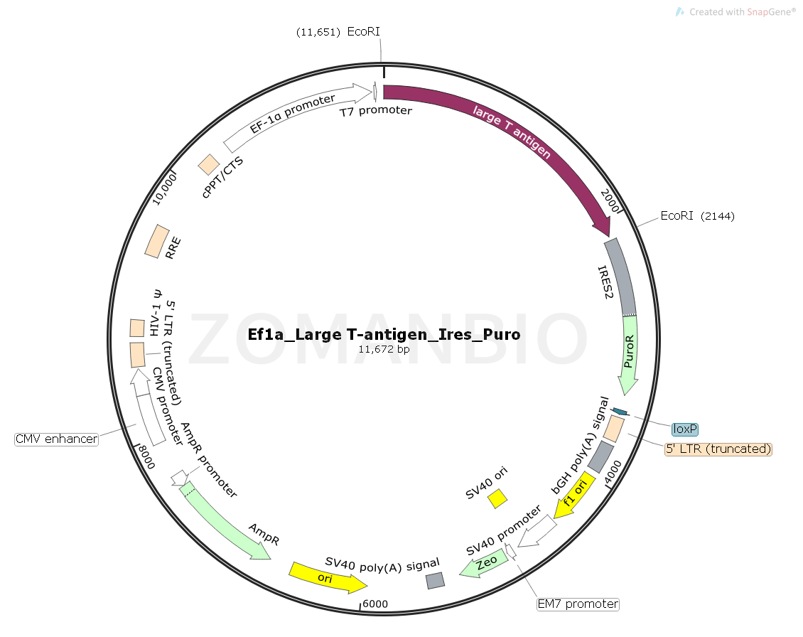 ZK1800 Ef1a_Large T-antigen_Ires_Puro.png