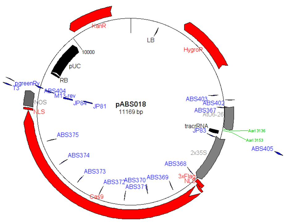 ZK1807 pABS018.png