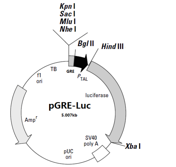 ZK1817 pGRE-luc.png