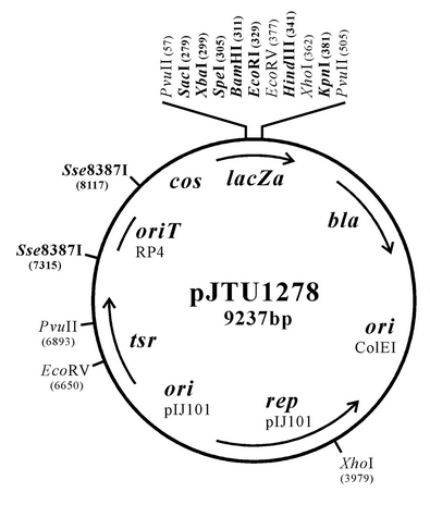 ZK2369pJTU1278.png
