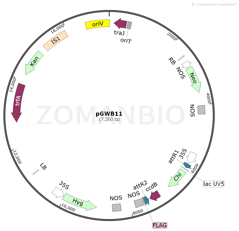ZK1877 pGWB11.png