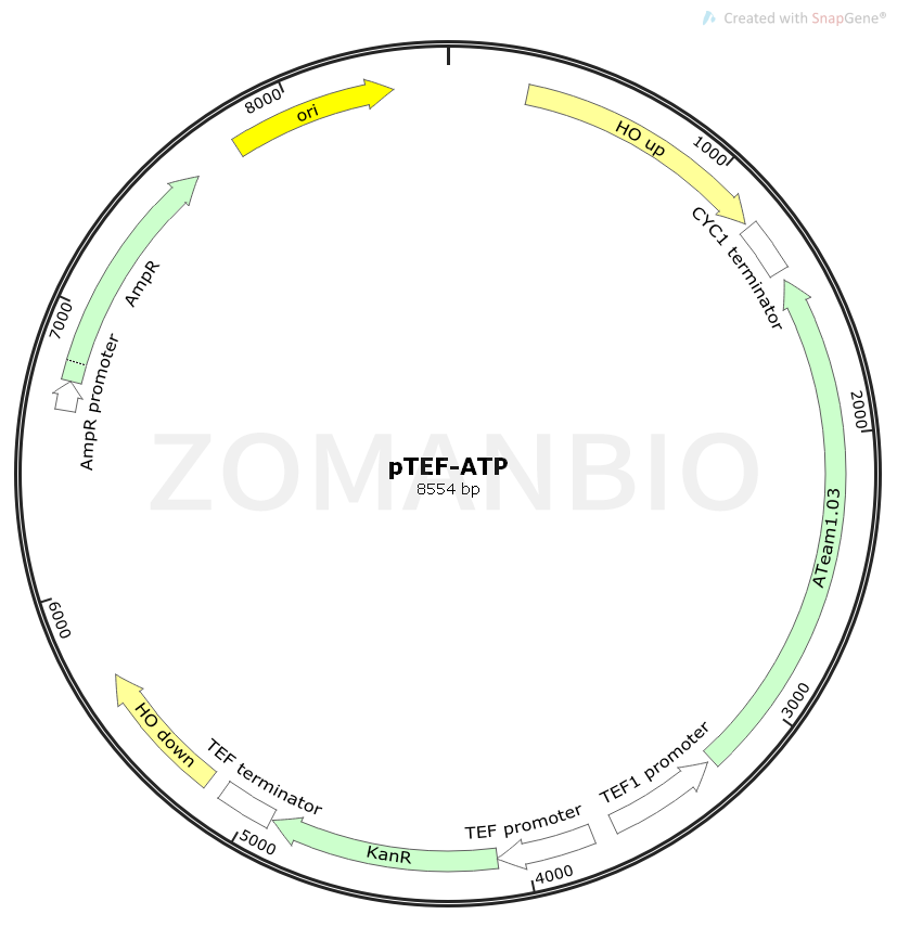 ZK1840 pTEFATP.png