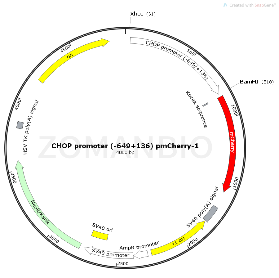 ZK2392 CHOP promoter (-649+136) pmCherry-1.png