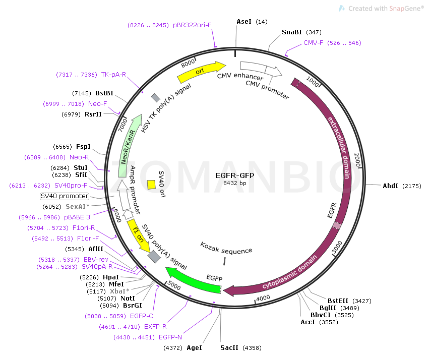 EGFR-GFP Map.png