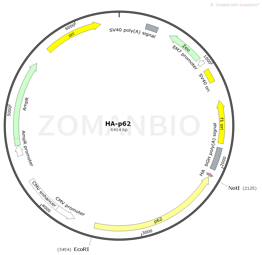 ZK2411 HA-p62.png