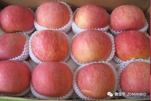 時(shí)令水果