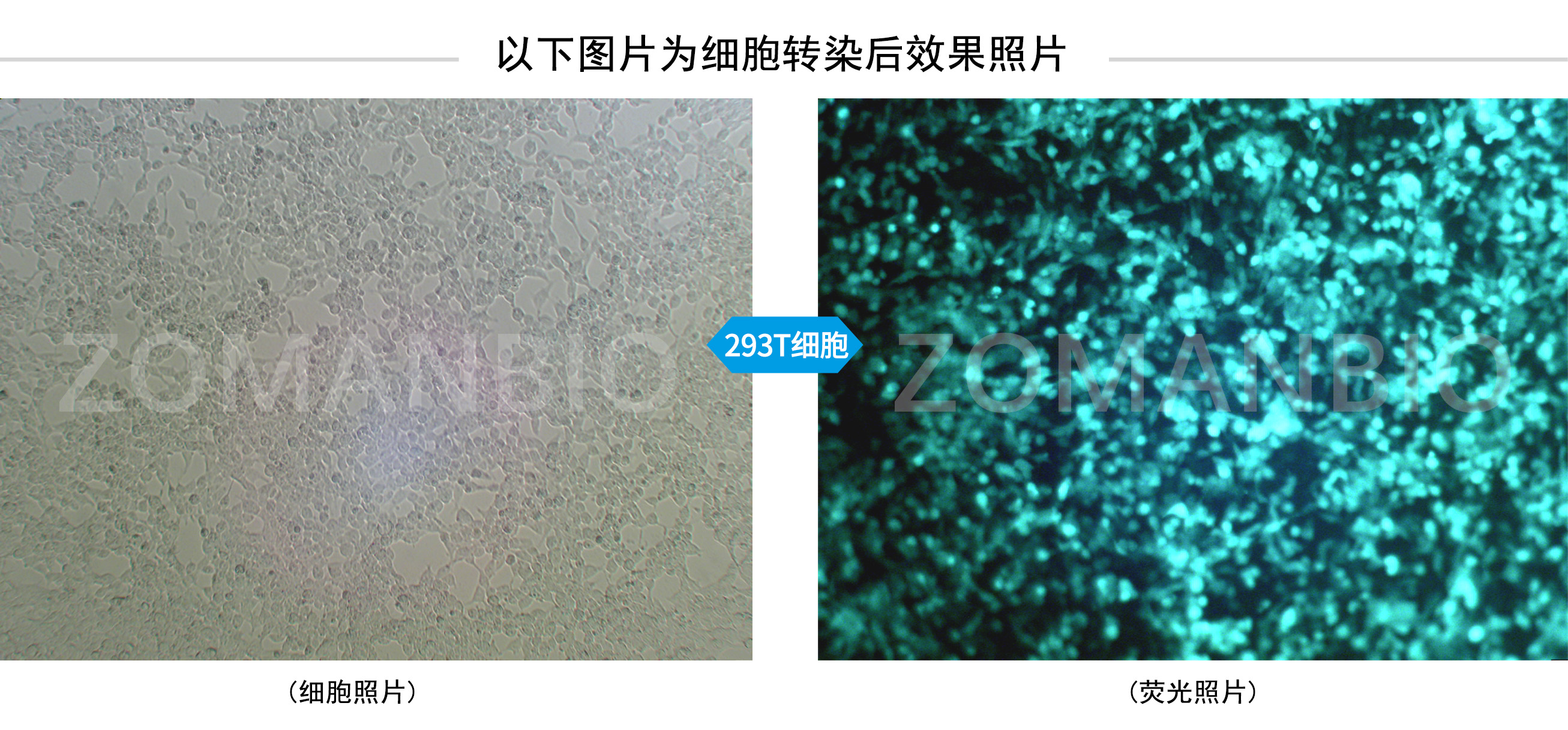 ZC307細(xì)胞使用圖.jpg