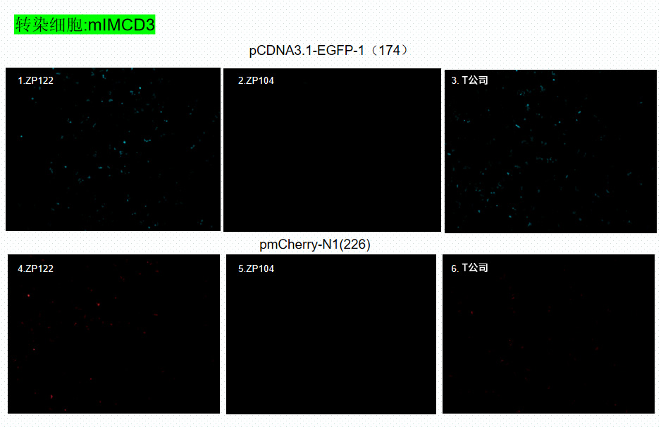 ZP122-2.jpg