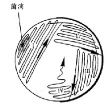 菌種庫(kù)-菌滴.jpg